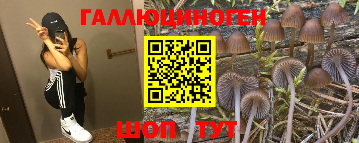 Павловский Посад  Псилоцибиновые грибы Psilocybine cubensis  Вход с VPN 